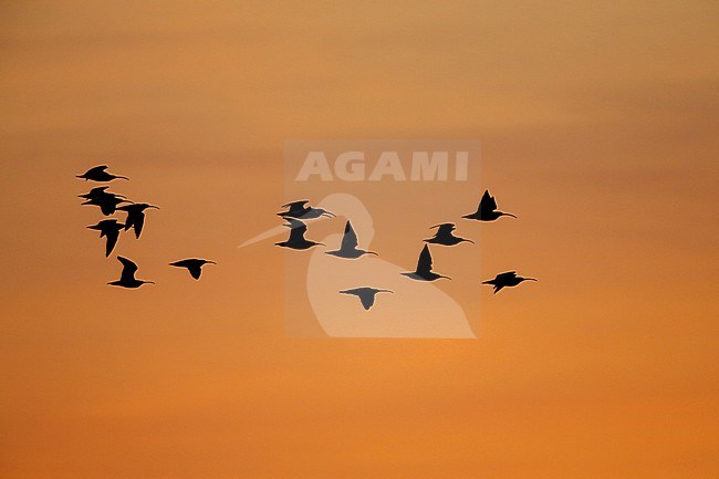 wulp; curlew; stock-image by Agami/Chris van Rijswijk,