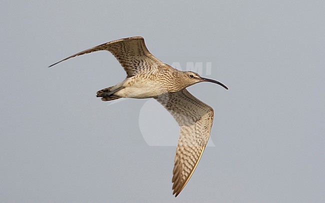 Regenwulp in de vlucht; Eurasian Wimbrel in flight stock-image by Agami/Arie Ouwerkerk,