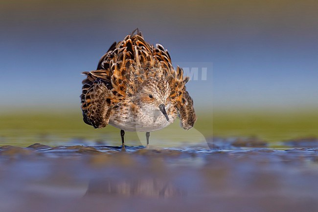 Migrant Little Stint (Calidris minuta) in Italy. stock-image by Agami/Daniele Occhiato,