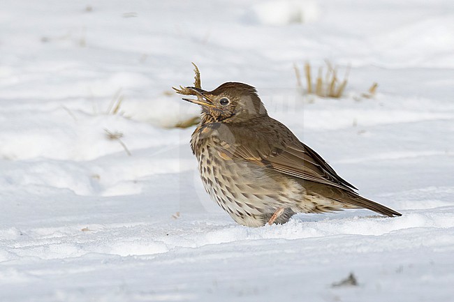 This series of images captures a unique event in which a Song Thrush (Turdus philomelos) completely devours a frog during a cold and snowy spell in the Dutch winter of 2021. stock-image by Agami/Jacob Garvelink,