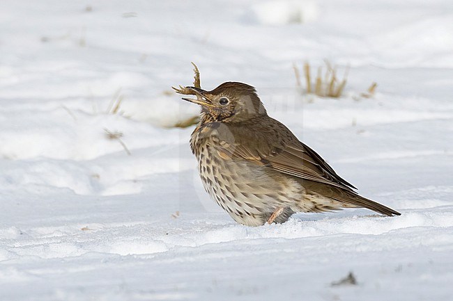 This series of images captures a unique event in which a Song Thrush (Turdus philomelos) completely devours a frog during a cold and snowy spell in the Dutch winter of 2021. stock-image by Agami/Jacob Garvelink,