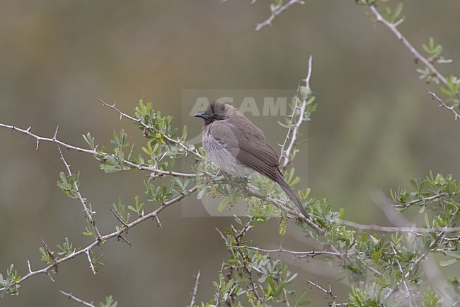 Grauwe Buulbuul; Common Bulbul stock-image by Agami/Daniele Occhiato,