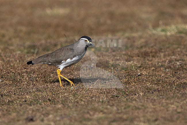 foraging Spot-breasted Lapwing (Vanellus melanocephalus) found at Gaysay plains in ethiopian highlands of Bale Mountains stock-image by Agami/Mathias Putze,