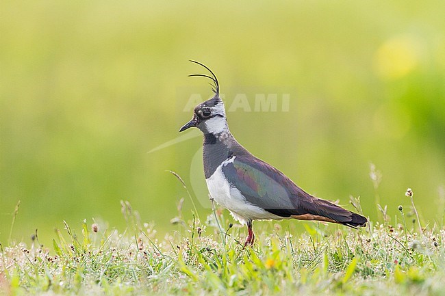 Kievit, Northern Lapwing, Vanellus vanellus adult summer plumage in fresh green meadow with flowers stock-image by Agami/Menno van Duijn,