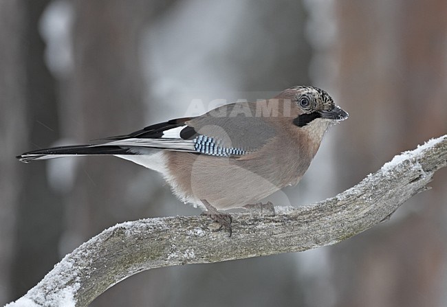 Eurasian Jay perched on a snow covered branch; Vlaamse Gaai zittend op een besneeuwde tak stock-image by Agami/Jari Peltomäki,