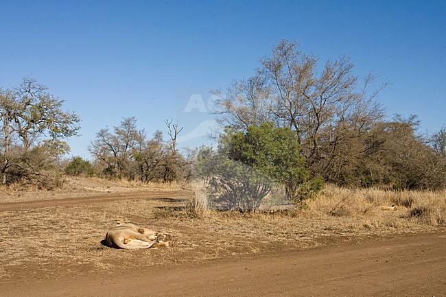 Afrikaanse Leeuw; African Lion stock-image by Agami/Marc Guyt,