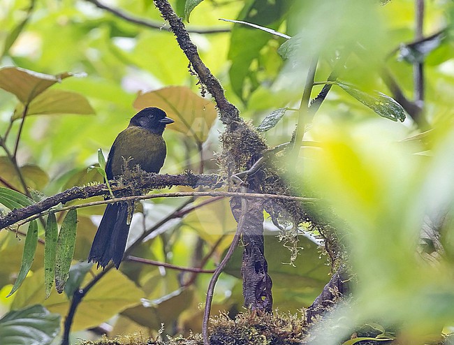 Yellow-green Brushfinch (Atlapetes luteoviridis) in Panama. stock-image by Agami/Pete Morris,