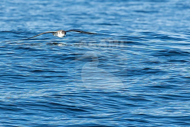 Great Shearwater (Ardenna gravis) off the Isles of Scillies, Cornwall, England. stock-image by Agami/Martijn Verdoes,