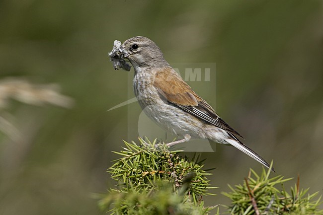 Kneu met nestmateriaal; Linnet with nestingmaterial stock-image by Agami/Daniele Occhiato,