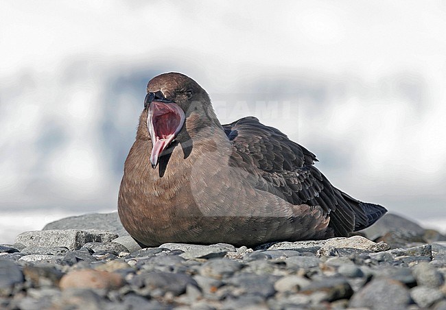 Adult South Polar Skua (Stercorarius maccormicki) on Antarctica. stock-image by Agami/Pete Morris,