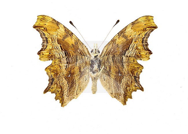 Southern Comma, Polygonia egea stock-image by Agami/Wil Leurs,