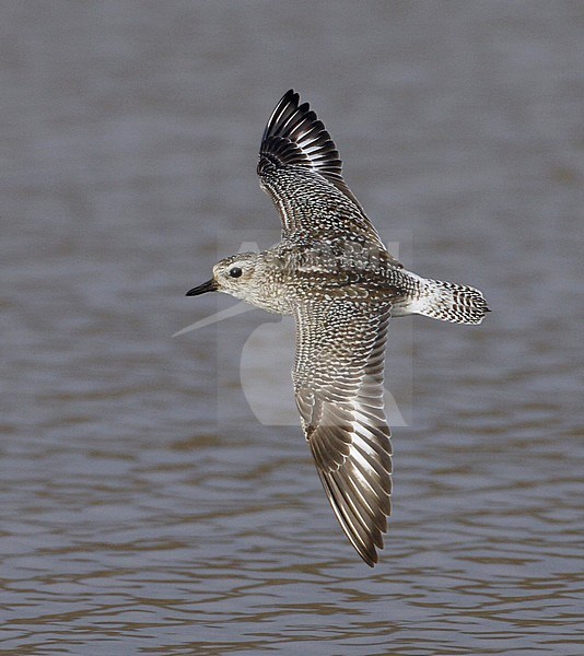 Zilverplevier in vlucht, Grey Plover in flight stock-image by Agami/Mike Danzenbaker,