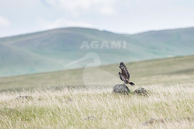 Second year Greater Spotted Eagle (Aquila clanga) in steppes of Russia around lake Baikal. Sitting on rock with wings held high. stock-image by Agami/Ralph Martin,