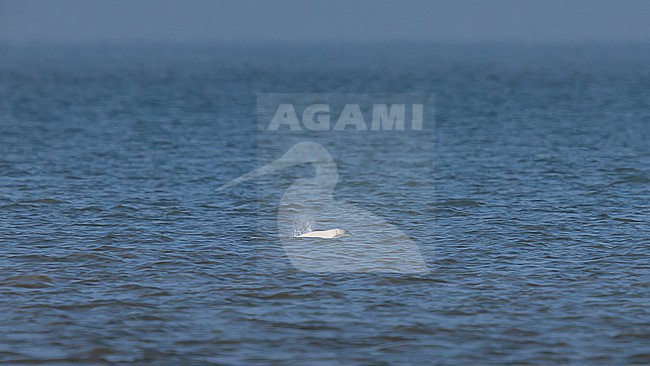 Beluga Whale (Delphinapterus leucas) swimming off Julianadorp, Noord Holland, the Netherlands. stock-image by Agami/Vincent Legrand,