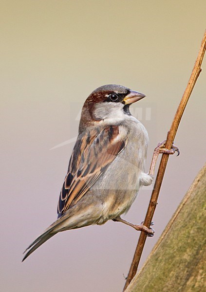 Mannetje Huismus zittend op tak; Male House Sparrow perched on branch stock-image by Agami/Roy de Haas,