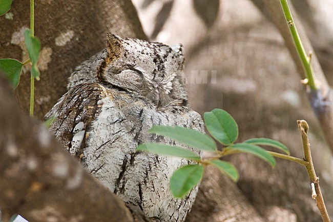 Afrikaanse Dwergooruil, African Scops-Owl, Otus senegalensis stock-image by Agami/Marc Guyt,