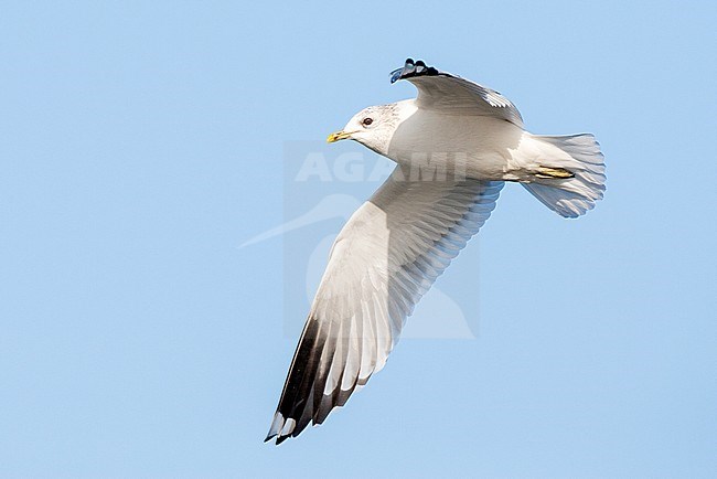 Adult Common Gull (Larus canus canus) in winter plumage in the Netherlands. Flying past, seen from below. stock-image by Agami/Marc Guyt,