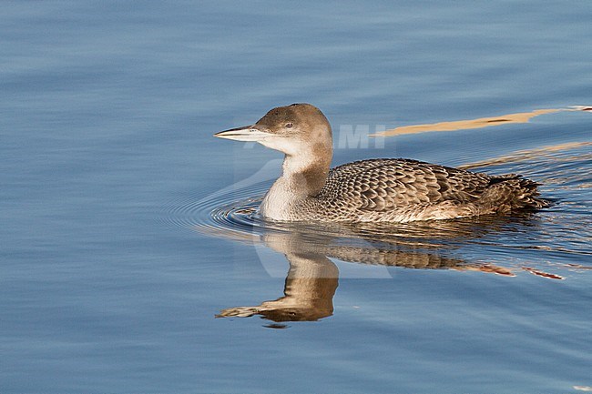 IJsduiker zwemmend in Nederlandse stad; Great Northern Diver swimming in Dutch urban area. stock-image by Agami/Menno van Duijn,