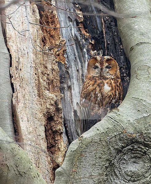 Adult rufous morph Tawny Owl (Strix aluco) sleeping in a tree in Wassenaar, Netherlands. stock-image by Agami/Marc Guyt,