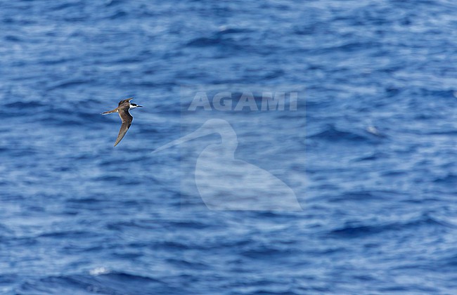 Adult Sooty Tern, Onychoprion fuscatus, flying over the pacific ocean off Japan. stock-image by Agami/Marc Guyt,