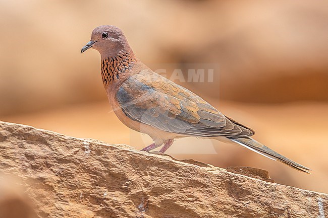 Laughing Dove (Spilopelia senegalensis phoenicophila) sitting on a rock in North of Atar, Adrar, Mauritania. stock-image by Agami/Vincent Legrand,