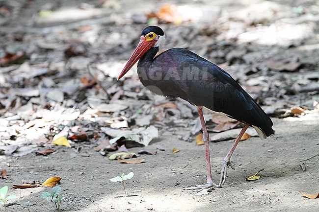 Endangered Storm's stork (Ciconia stormi) along the Kinabatangan river in Sabah, Borneo Malaysia. stock-image by Agami/James Eaton,