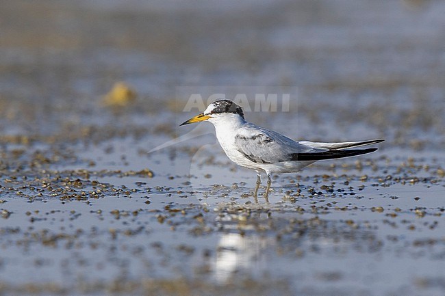 Saunders's Tern, Sternula saundersi, in Egypt. stock-image by Agami/Vincent Legrand,