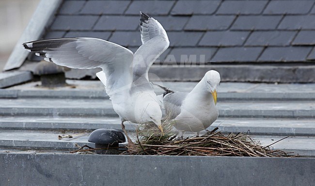 Zilvermeeuw broedend op dak, Herring Gull breeding on roof stock-image by Agami/Jacques van der Neut,