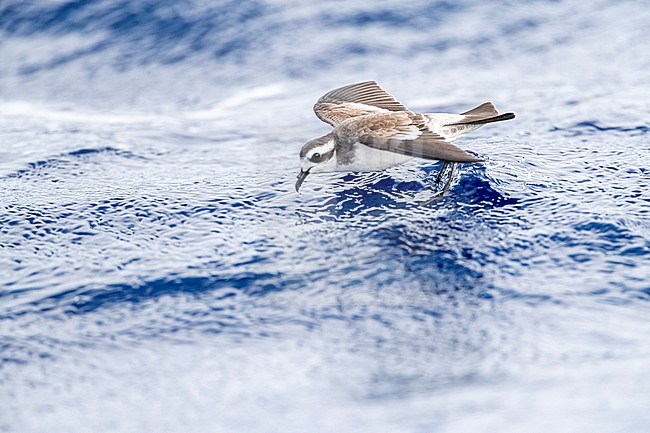 White-faced Storm-Petrel (Pelagodroma marina) foraging on the Atlantic Ocean off the Madeira islands. stock-image by Agami/Marc Guyt,