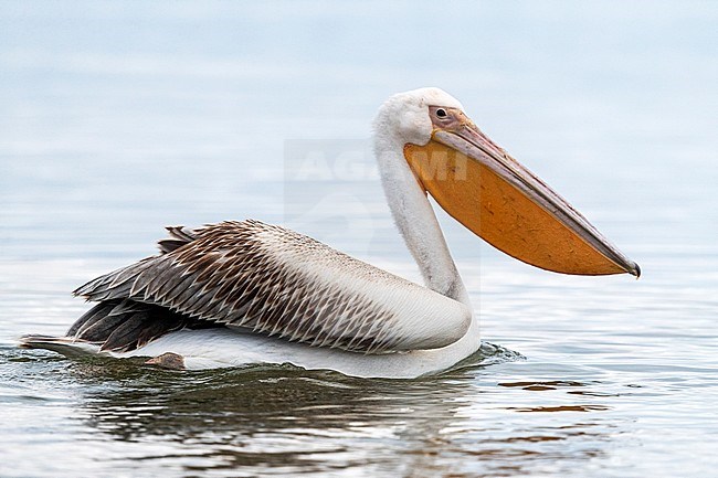 Wintering immature Great White Pelican (Pelecanus onocrotalus) swimming on Lake Kerkini, Greece. Seen from the side. stock-image by Agami/Marc Guyt,