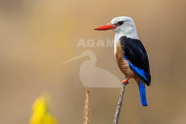 Grijskopijsvogel, Grey-headed Kingfisher stock-image by Agami/Daniele Occhiato,