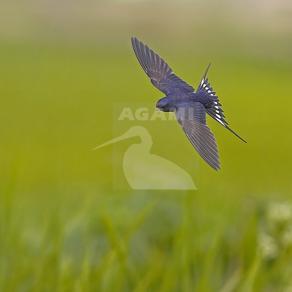 Barn Swallow flying; Boerenzwaluw flying stock-image by Agami/Markus Varesvuo,