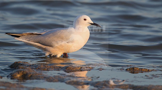 Adult summer plumaged Slender-billed Gull (Chroicocephalus genei) standing in the sea. stock-image by Agami/Ian Davies,