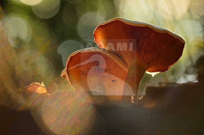 Paddestoelen, Fungi stock-image by Agami/Rob de Jong,
