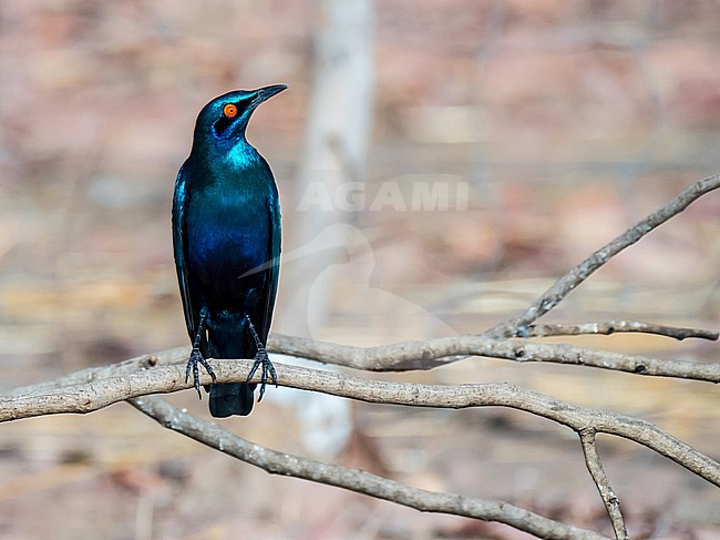 Purple Glossy Starling; Lamprotornis purpureus stock-image by Agami/Hans Germeraad,