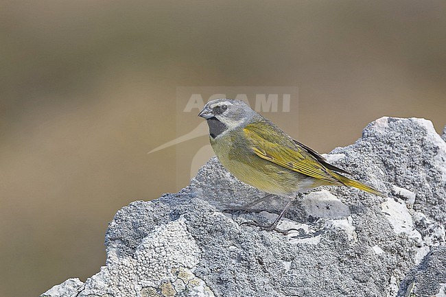 Male White-bridled Finch, Melanodera melanodera, on the Falkland islands. stock-image by Agami/Pete Morris,