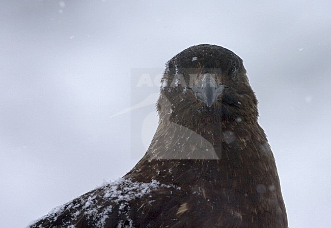 Subantarctic Skua close-up; Subantarctische Grote Jager portret stock-image by Agami/Marc Guyt,
