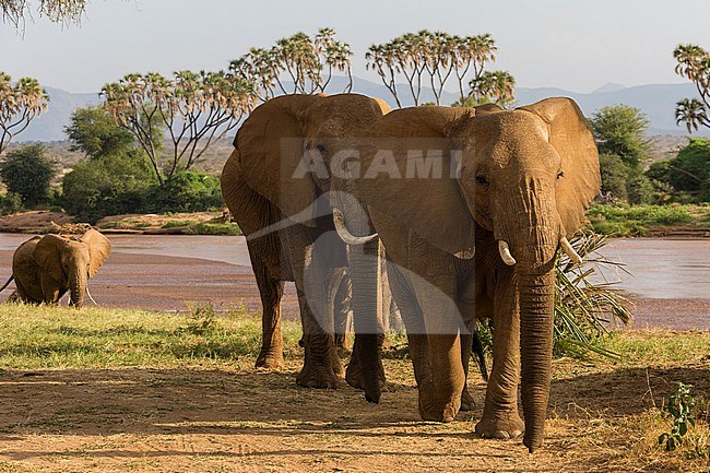 Three African elephants, Loxodonta Africana, walking in Samburu National Reserve, Kenya. Kenya. stock-image by Agami/Sergio Pitamitz,