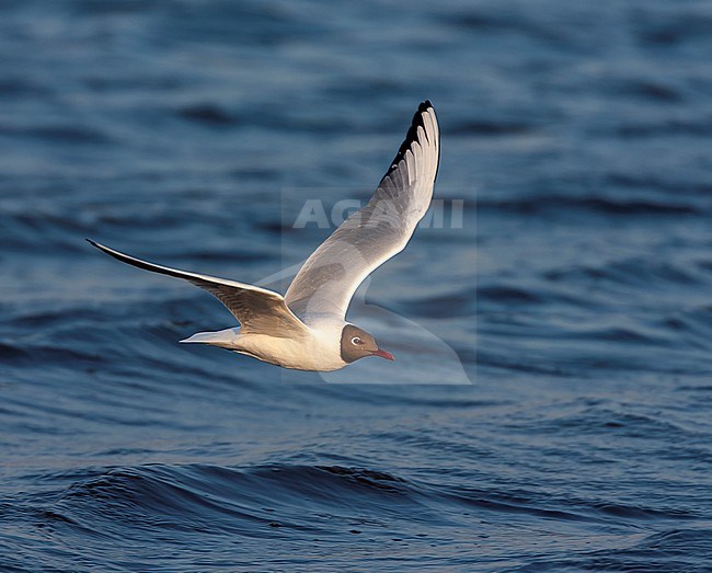 Adult Common Black-headed Gull (Chroicocephalus ridibundus) in the Netherlands. Flying above the water. stock-image by Agami/Marc Guyt,