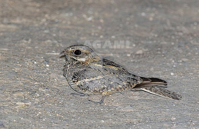 Square-tailed Nightjar, Caprimulgus fossii, in Angola. stock-image by Agami/Pete Morris,