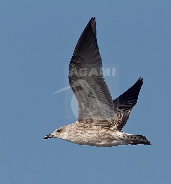 Baltische Mantelmeeuw, Baltic Gull, Larus fuscus fuscus stock-image by Agami/Tomi Muukkonen,