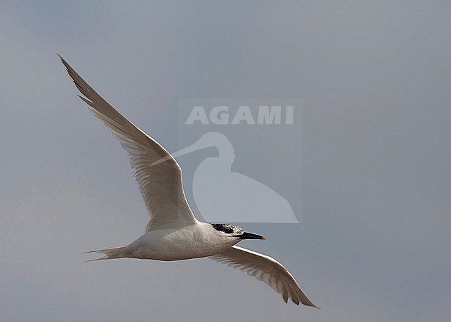 Sandwich Tern (Thalasseus sandvicensis) along the North sea coast during autumn migration in the Netherlands. stock-image by Agami/Marc Guyt,