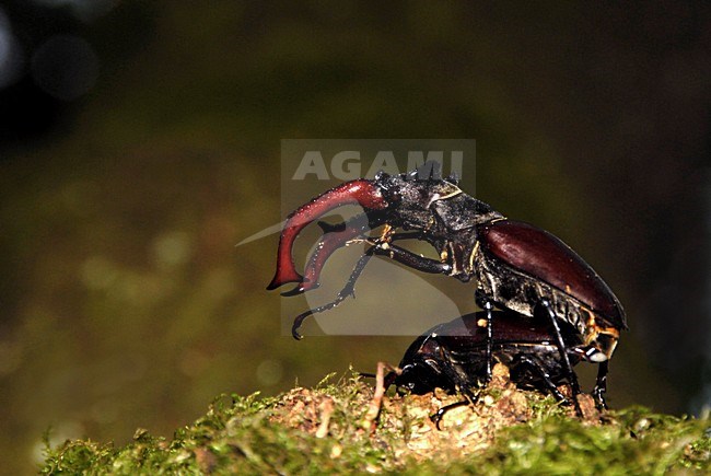 Vliegend hert parend, Stag beetle mating stock-image by Agami/Han Bouwmeester,