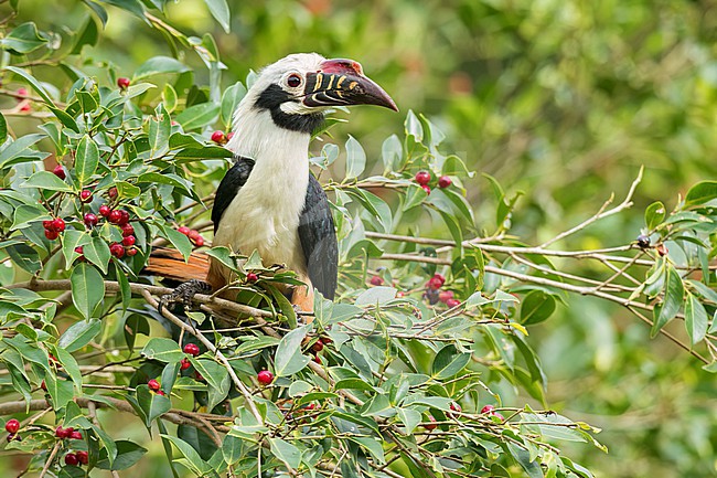 Visayan Hornbill (Penelopides panini) Perched in a fruiting tree in the Philippines stock-image by Agami/Dubi Shapiro,