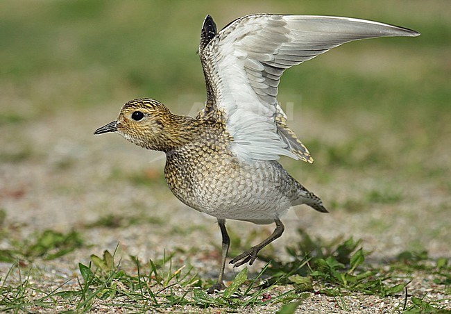 European Golden Plover (Pluvialis apricaria), first-winter standing, seen from the side. stock-image by Agami/Fred Visscher,