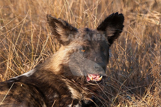 Portrait of an African wild dog, Cape hunting dog, or painted wolf, Lycaon pictus. Mala Mala Game Reserve, South Africa. stock-image by Agami/Sergio Pitamitz,