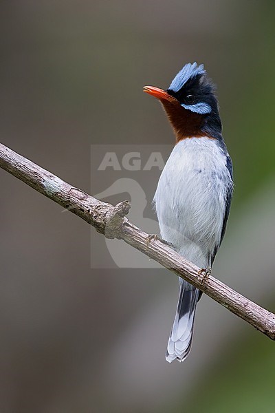 Chestnut-throated Flycatcher (Myiagra castaneigularis) on Fiji in the South Pacific Ocean. stock-image by Agami/Dubi Shapiro,