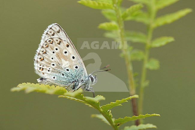 Bleek blauwtje, Chalk-hill Blue, stock-image by Agami/Walter Soestbergen,
