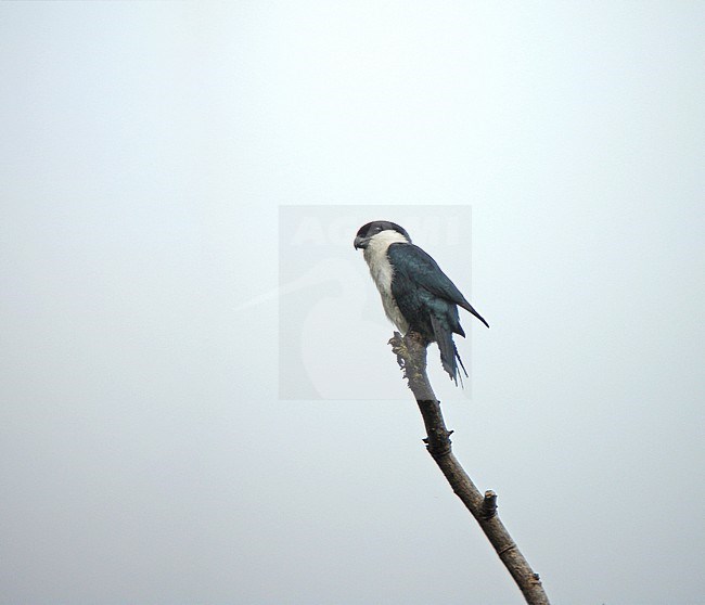Philippine Falconet (Microhierax erythrogenys) in the Philippines. stock-image by Agami/Pete Morris,