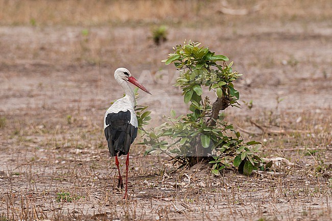 Portrait of a white stork, Ciconia ciconia. Khwai Concession Area, Okavango, Botswana. stock-image by Agami/Sergio Pitamitz,